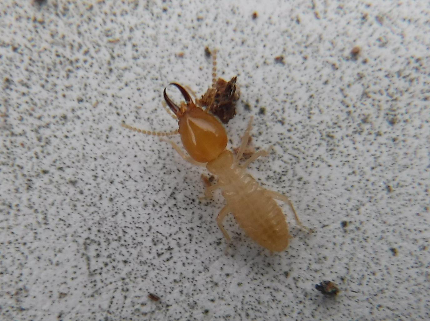 Structural Pest Control and Pesticides Homeowners Guide to Service